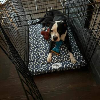 Seamus -  Mixed Breed Dog for Adoption in Memphis, Tennessee - Seamus | PetCurious