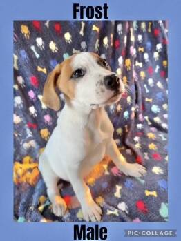 Rescue Mountain Cur Dogs for Adoption in Manchester, Connecticut - Frost | PetCurious