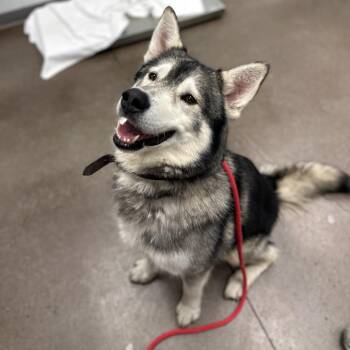 Husky Dogs Available for Adoption in Chattanooga, Tennessee - Coyote | PetCurious