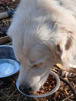 Rescue Great Pyrenees Dogs for Adoption in Cave Spring, Virginia - Chico | PetCurious