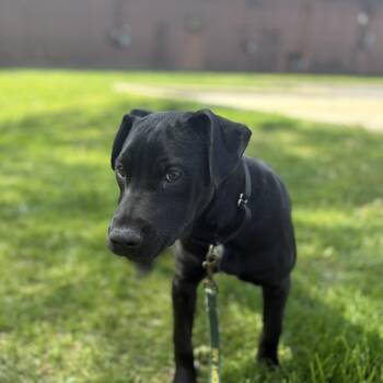 Mixed Breed Dogs Available for Adoption in Mentor, Ohio - Scooby | PetCurious