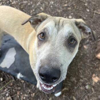 Goober -  Labrador Retriever Dog for Adoption in Klein, Texas - Goober | PetCurious