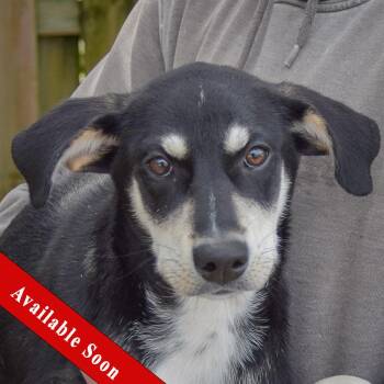 Ruffles -  Husky and Black Labrador Retriever Dog for Adoption in Huntley, Illinois - Ruffles | PetCurious