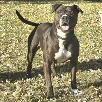 Rescue Pit Bull Terrier Dogs for Adoption in Waterloo, Iowa - Kiwi | PetCurious