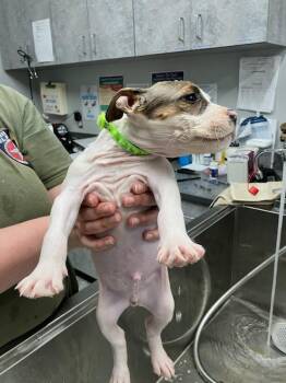 Hound and Pit Bull Terrier Dogs Available for Adoption - Citron | PetCurious