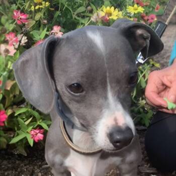 Rescue Mixed Breed Dogs for Adoption in Fort Bragg, California - Stormy | PetCurious