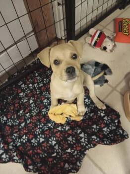 Labrador Retriever Dogs Available for Adoption in Eatontown, New Jersey - Winston  | PetCurious