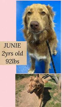 JUNIE -  German Shepherd Dog Dog for Adoption in Holbrook, New York - JUNIE | PetCurious