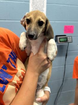 Marie Curie -  Beagle and German Shepherd Dog Dog for Adoption in Evansville, Indiana - Marie Curie | PetCurious