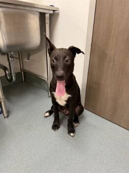 Staffordshire Bull Terrier and Husky Dogs Available for Adoption in Baytown, Texas - JOJO | PetCurious