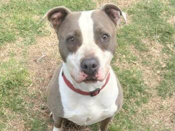 Mixed Breed Dogs Available for Adoption - Peggy | PetCurious