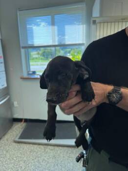 Rogue -  Mixed Breed Dog for Adoption in Columbia, Tennessee - Rogue | PetCurious