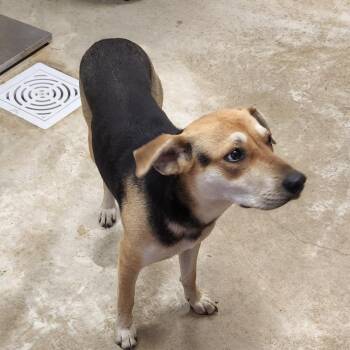 Hound Dogs Available for Adoption - Rhianna - 032102U | PetCurious