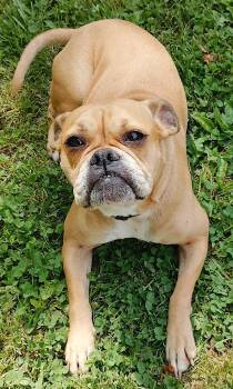 Boxer and Boston Terrier Dogs Available for Adoption in Mount Airy, North Carolina - Bubbles | PetCurious