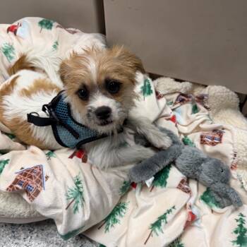 Poppy -  Yorkshire Terrier and Shih Tzu Dog for Adoption in Scituate, Massachusetts - Poppy | PetCurious