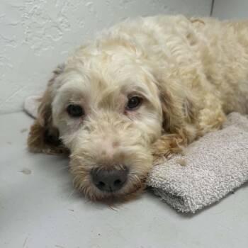 Aria (16)-Foster Home Needed -  Goldendoodle Dog for Adoption in Hartland, Wisconsin - Aria (16)-Foster Home Needed | PetCurious