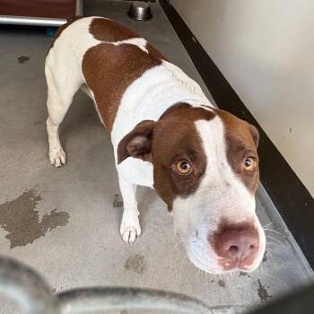 Canelo -  Pit Bull Terrier Dog for Adoption in San Gabriel, California - Canelo | PetCurious