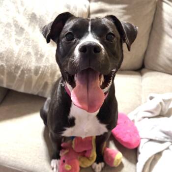 Mixed Breed Dogs Available for Adoption - FIONA | PetCurious