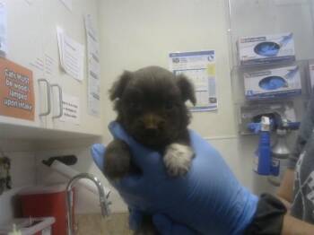 Chihuahua and Mixed Breed Dogs Available for Adoption in Albuquerque, New Mexico - PUPPY 4 | PetCurious