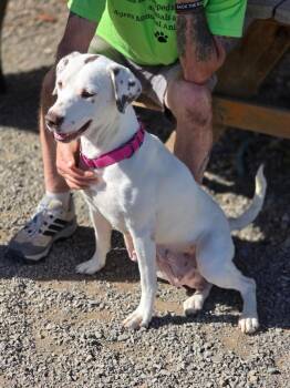 Dolly -  Hound Dog for Adoption in Sprakers, New York - Dolly | PetCurious