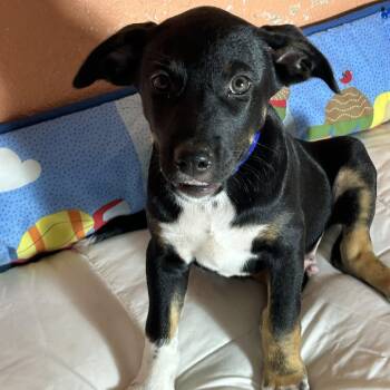 Snyder -  Doberman Pinscher Dog for Adoption in Texarkana, Texas - Snyder | PetCurious