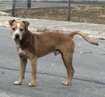 Rescue Hound Dogs for Adoption in San Antonio, Texas - RUPAW | PetCurious