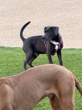 Logan -  Weimaraner and American Bully Dog for Adoption in Las Vegas, Nevada - Logan | PetCurious