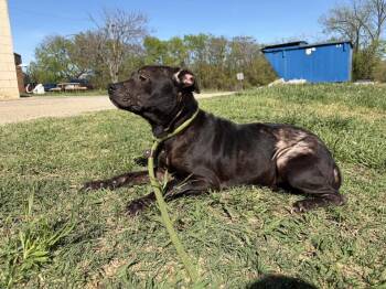 Pit Bull Terrier Dogs Available for Adoption in Stillwater, Oklahoma - Winnifred | PetCurious