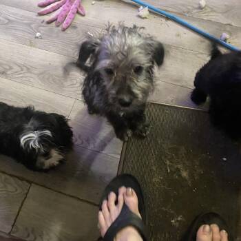 Duffy -  Morkie Dog for Adoption in Moreno Valley, California - Duffy | PetCurious