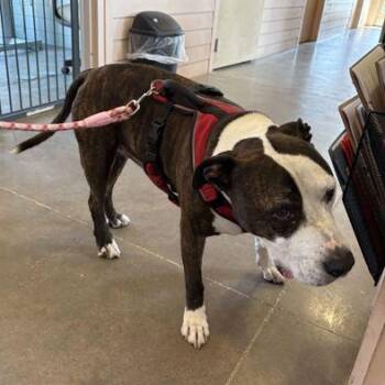 ROMEN -  Mixed Breed Dog for Adoption in Fernandina Beach, Florida - ROMEN | PetCurious