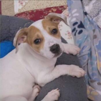 Lola -  Mixed Breed Dog Available for Adoption - Lola | PetCurious