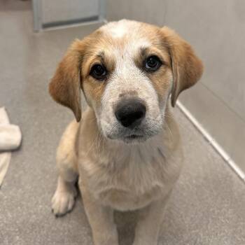 Fire -  Mixed Breed Dog for Adoption in Hailey, Idaho - Fire | PetCurious