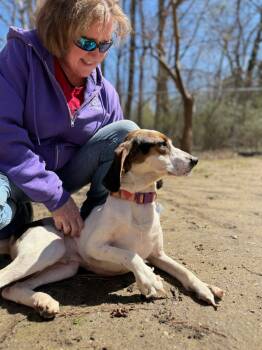 Rescue Basset Hound and Beagle Dogs for Adoption in Hampton, Virginia - Dude | PetCurious