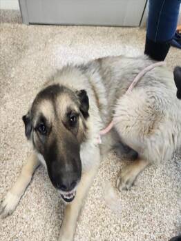 Great Pyrenees and Mixed Breed Dogs Available for Adoption in Colorado Springs, Colorado - STRAWBERRY CHEESECAKE | PetCurious