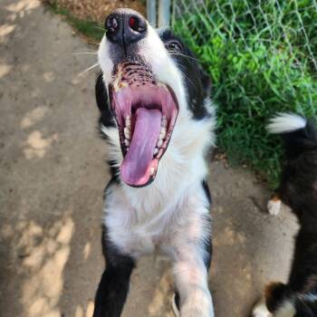 Evan -  Border Collie and Mixed Breed Dog for Adoption in Brownsboro, Alabama - Evan | PetCurious