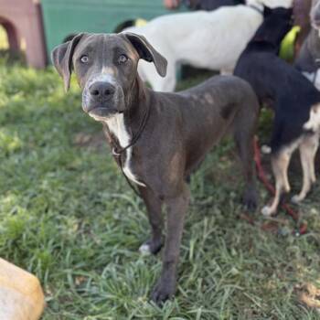 SCOTT MCGREW -  Great Dane and Pit Bull Terrier Dog for Adoption in Modesto, California - SCOTT MCGREW | PetCurious