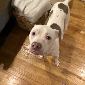 Chester -  Pit Bull Terrier Dog for Adoption in Oceanside, New York - Chester | PetCurious