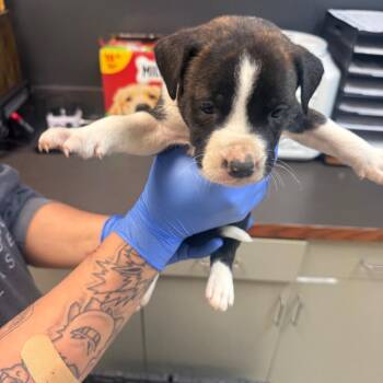 07/18/2026-Stray-GentianBoulevard-2 -  Mixed Breed Dog for Adoption in Columbus, Georgia - 07/18/2026-Stray-GentianBoulevard-2 | PetCurious