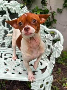Cookie -  Chihuahua Dog for Adoption in Gulfport, Mississippi - Cookie | PetCurious