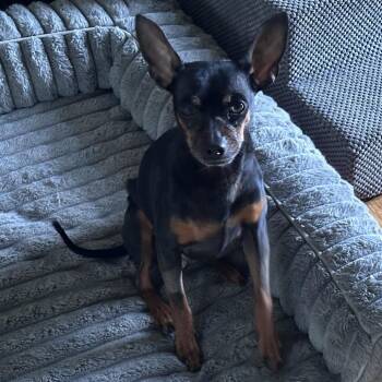 Miniature Pinscher Dogs Available for Adoption in Brockton, Massachusetts - Kaz | PetCurious