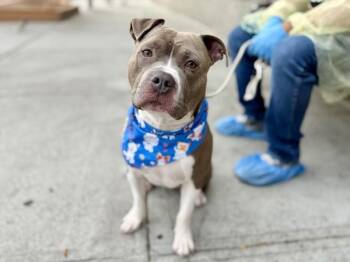 Magneto -  Mixed Breed Dog for Adoption in New York, New York - Magneto | PetCurious