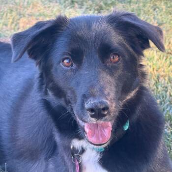 Sophie (tripod) -  Border Collie Dog for Adoption in Pleasanton, California - Sophie (tripod) | PetCurious