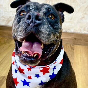 OTTO- needs a break -  Pit Bull Terrier and Mastiff Dog for Adoption - OTTO- Needs A Break | PetCurious