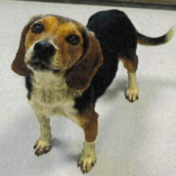 Doug -  Beagle Dog Available for Adoption in Raleigh, North Carolina - Doug | PetCurious