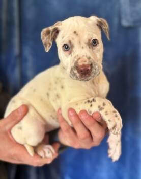 Rescue Dalmatian and Mixed Breed Dogs for Adoption in Morton Grove, Illinois - Boo | PetCurious