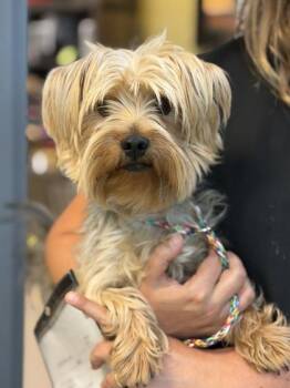 Yorkshire Terrier Dogs Available for Adoption in Sacramento, California - Spark Plug  | PetCurious