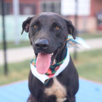 LAVY -  Labrador Retriever Dog for Adoption in San Antonio, Texas - LAVY | PetCurious