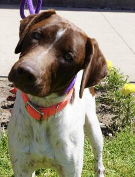 Dorney -  German Shorthaired Pointer Dog for Adoption in Pottsville, Pennsylvania - Dorney | PetCurious