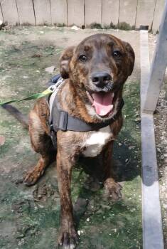 Rescue Labrador Retriever and Mountain Cur Dogs for Adoption in Manchester, Connecticut - Ruger | PetCurious