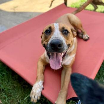 Rescue Australian Cattle Dog Blue Heeler and Cattle Dog Dogs for Adoption in North Richland Hills, Texas - Phoenix | PetCurious